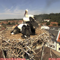 12_15-nest.jpg