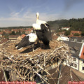 12_20-nest.jpg