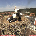 12_25-nest.jpg