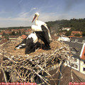 12_30-nest.jpg