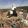 12_35-nest.jpg