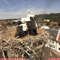 12_40-nest.jpg