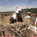 12_45-nest.jpg