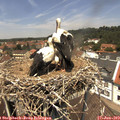 12_50-nest.jpg