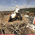 12_55-nest.jpg