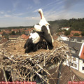 13_00-nest.jpg