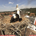 13_05-nest.jpg