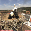 13_10-nest.jpg