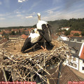 13_15-nest.jpg