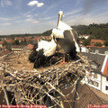 13_20-nest.jpg