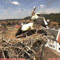 13_25-nest.jpg