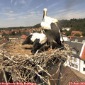 13_30-nest.jpg
