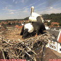 13_35-nest.jpg