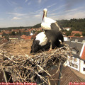 13_40-nest.jpg