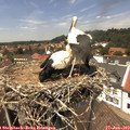 13_45-nest.jpg
