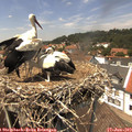 13_50-nest.jpg