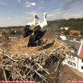 14_00-nest.jpg