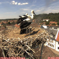 14_05-nest.jpg