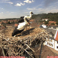 14_15-nest.jpg
