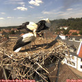 14_20-nest.jpg