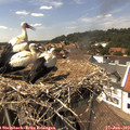 14_30-nest.jpg