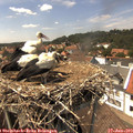 14_35-nest.jpg