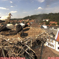 14_45-nest.jpg