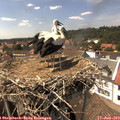 14_50-nest.jpg