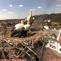 15_00-nest.jpg