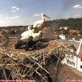 15_05-nest.jpg