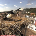 15_15-nest.jpg