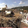 15_20-nest.jpg