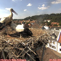 15_25-nest.jpg