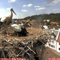 15_30-nest.jpg