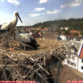 15_35-nest.jpg