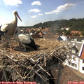 15_40-nest.jpg