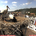 15_45-nest.jpg
