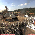 15_50-nest.jpg