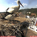 15_55-nest.jpg