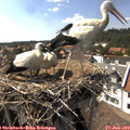16_00-nest.jpg