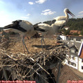 16_05-nest.jpg