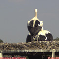 16_10-mast.jpg