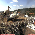 16_10-nest.jpg