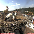 16_15-nest.jpg