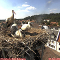 16_20-nest.jpg