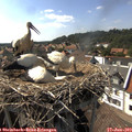 16_25-nest.jpg