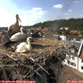 16_30-nest.jpg