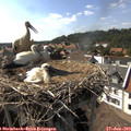 16_35-nest.jpg