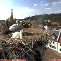 16_40-nest.jpg