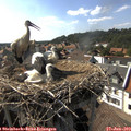 16_45-nest.jpg